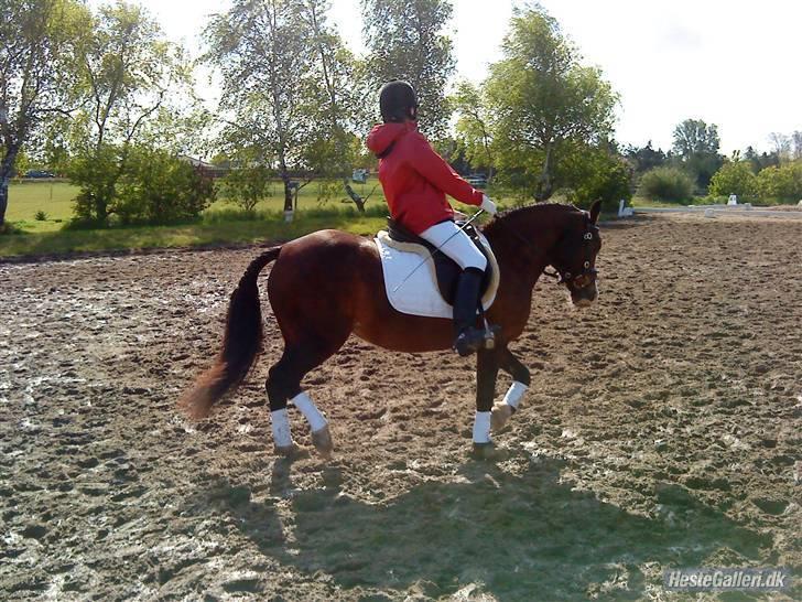 Welsh Pony af Cob-type (sec C) Dorthealyst Leading Star† - søde Frida og mig til dressur stævne <3 1 plads :D billede 6