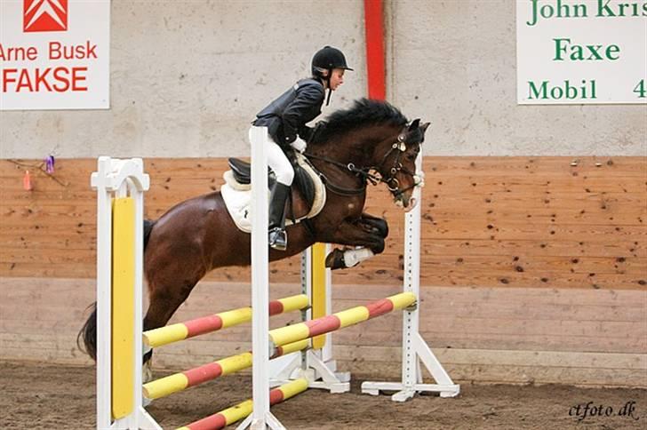 Welsh Pony af Cob-type (sec C) Dorthealyst Leading Star† - Spring stævne FKR 2008 billede 8