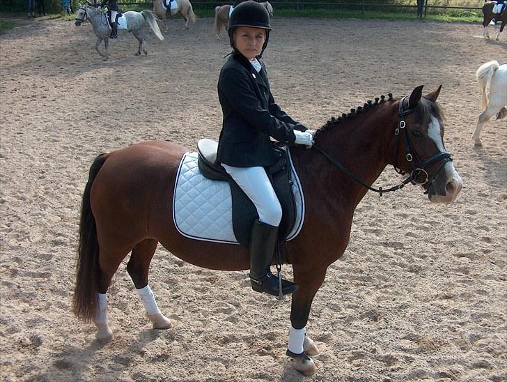 Welsh Pony af Cob-type (sec C) Dorthealyst Leading Star† - Mig og pomfrittens første stævne <3 det bringer virkelig minder frem <3  billede 12