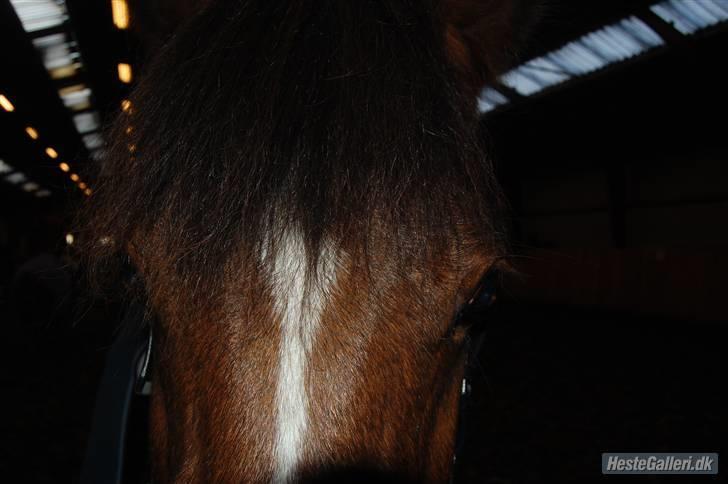 Anden særlig race CHIVAS billede 13