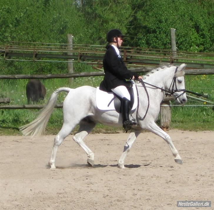 Anden særlig race Igors Silver Speedy - Gamle Ejer. :-)
Kanon trav. billede 19