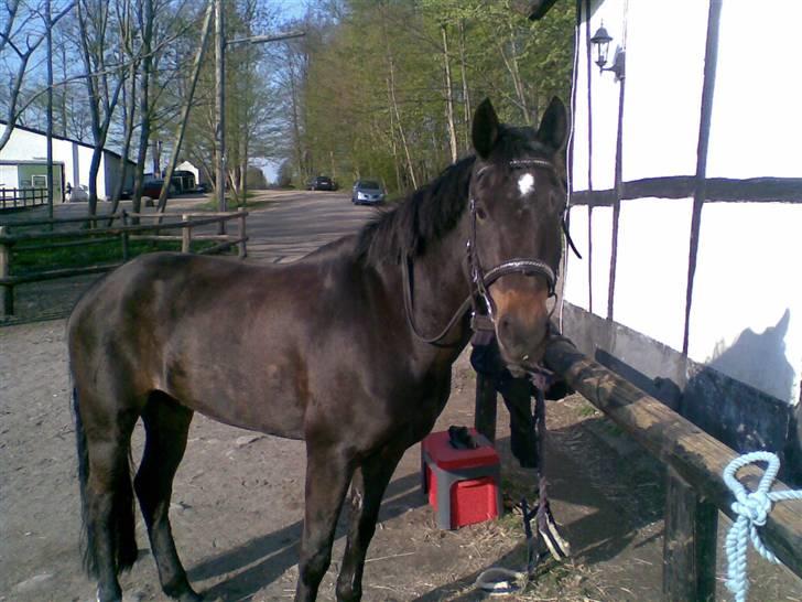 New Forest Gay Count Alexander billede 15