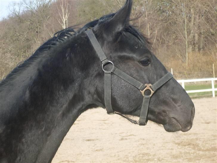 Dansk Varmblod deluxe  himmel hest - 7 mdr billede 10