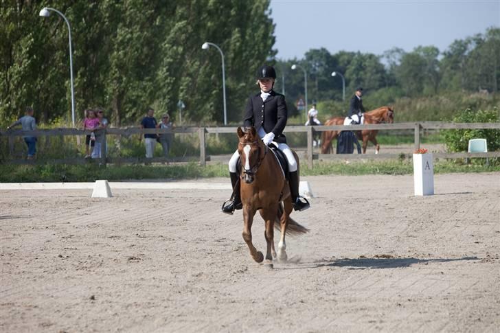 New Forest Horsemosens May Bazar  - Bazar og mig til stævne på HVR (:  billede 2