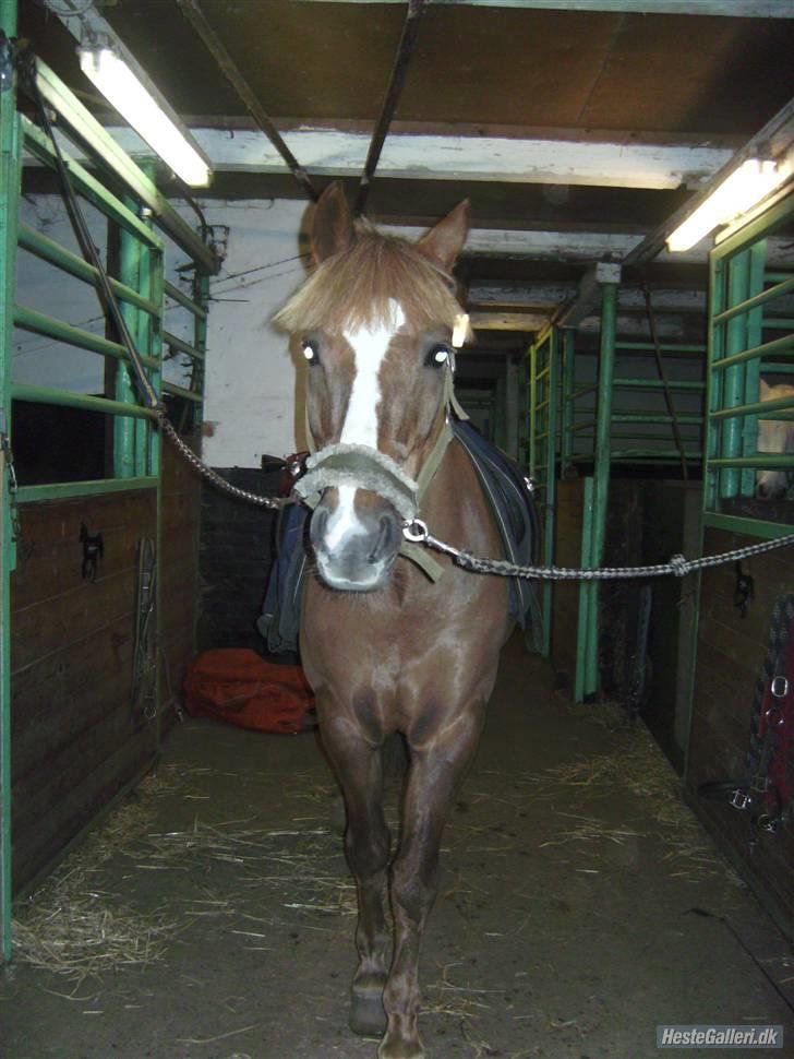 New Forest Horsemosens May Bazar  - Basse <3  billede 3