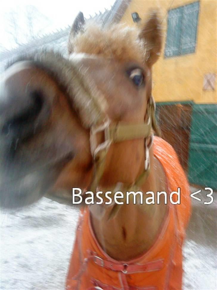 New Forest Horsemosens May Bazar  - Det sner - OG bazar tror jeg har en godbid <3 billede 4