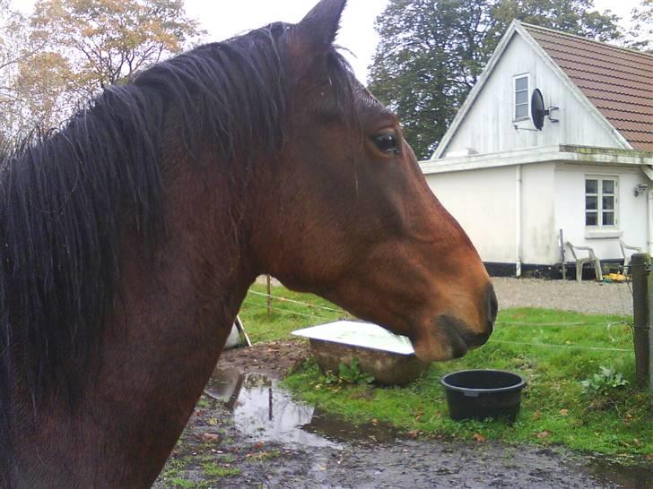 Anden særlig race Mr. Pegasus - velkommen til Pegasus´s profil billede 1