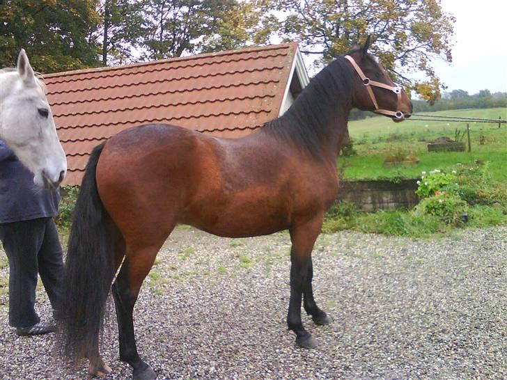 Anden særlig race Mr. Pegasus - hov har i lige set hende der uhh lækkert billede 2