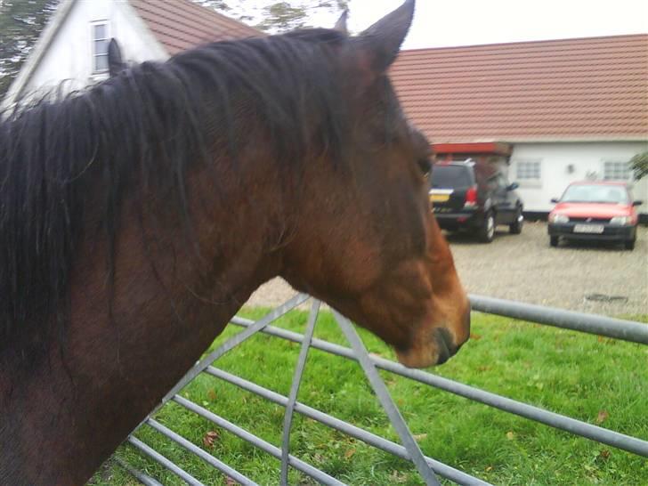 Anden særlig race Mr. Pegasus - du dejlig pegasus dreng billede 3