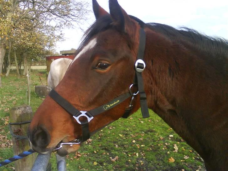 Anden særlig race Mr. Pegasus - ER JEG DUM ???? billede 4