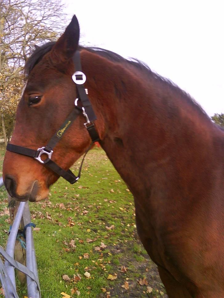 Anden særlig race Mr. Pegasus - er det noget jeg kan bide i ??? billede 5