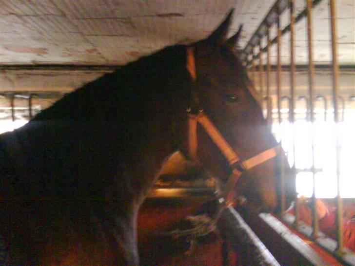 Anden særlig race Mr. Pegasus - jeg vil have mad jeg vil have mad <3 billede 8