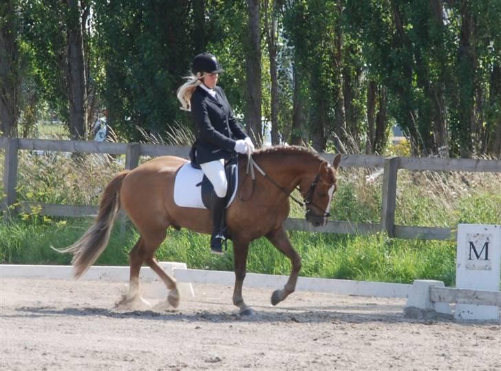 New Forest Horsemosens May Bazar  - Lb3 på hvr <3 Med mine yderst flotte duller xD billede 5