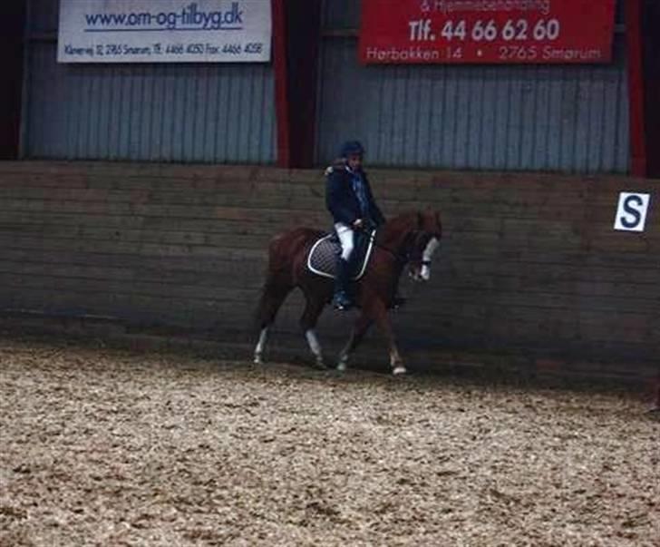 Welsh Pony (sec B) O'malley - Gamle hest - dressur træning, trav 07 billede 16
