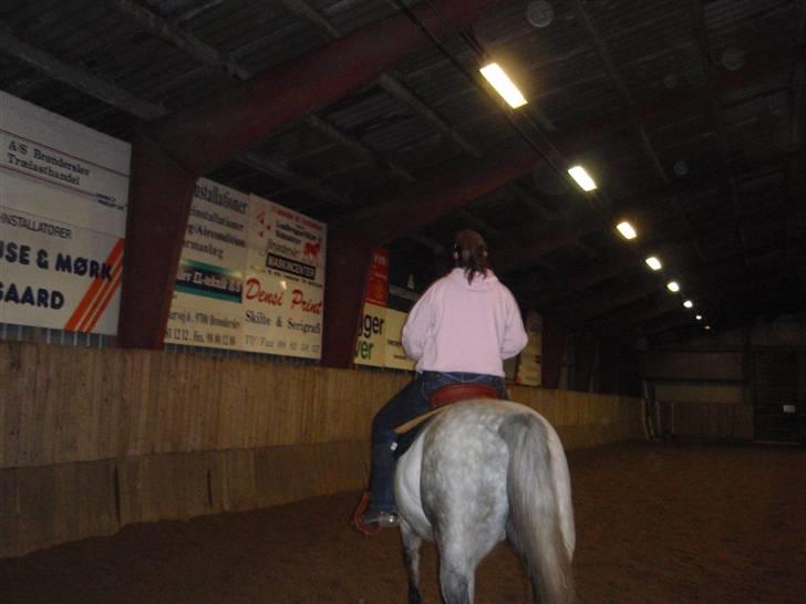 Anden særlig race Casey billede 10