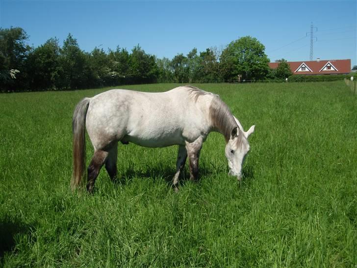Anden særlig race Casey billede 14