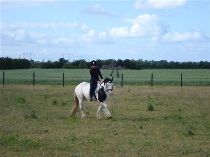 Irish Cob Mac Chass - 3 gang jeg var oppe og ride på chass siden han kom hjem ;D <3 billede 2