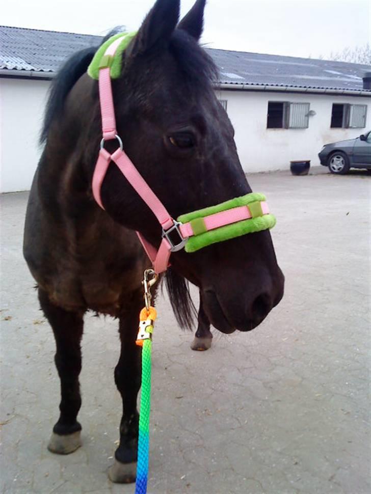 Anden særlig race Robin. *solgt* - NYT! robin inden ridetime, jeg har lige taget ham ud af boksen<3 foto: mig :D dato: ? billede 11