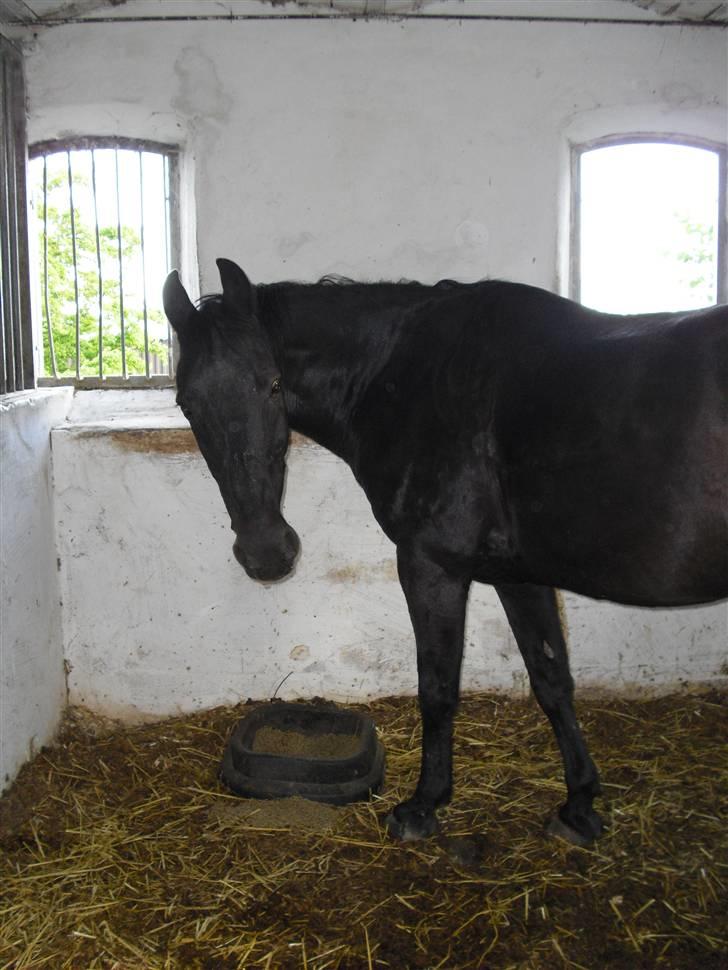 Anden særlig race Robin. *solgt* - *NYT* onsdag d. 13. maj 2009 <3  Robin får sin mad<3 foto: mig :D billede 12