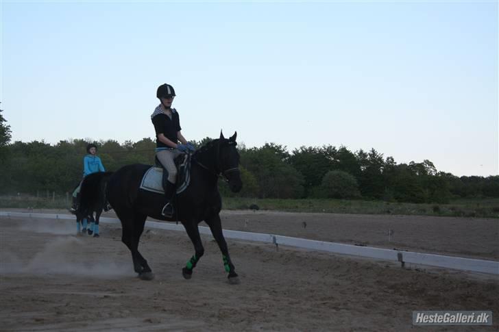 Anden særlig race Robin. *solgt* - *NYT* onsdag d. 13. maj 2009 <3 I GALOP <3 foto: Marie (; billede 13