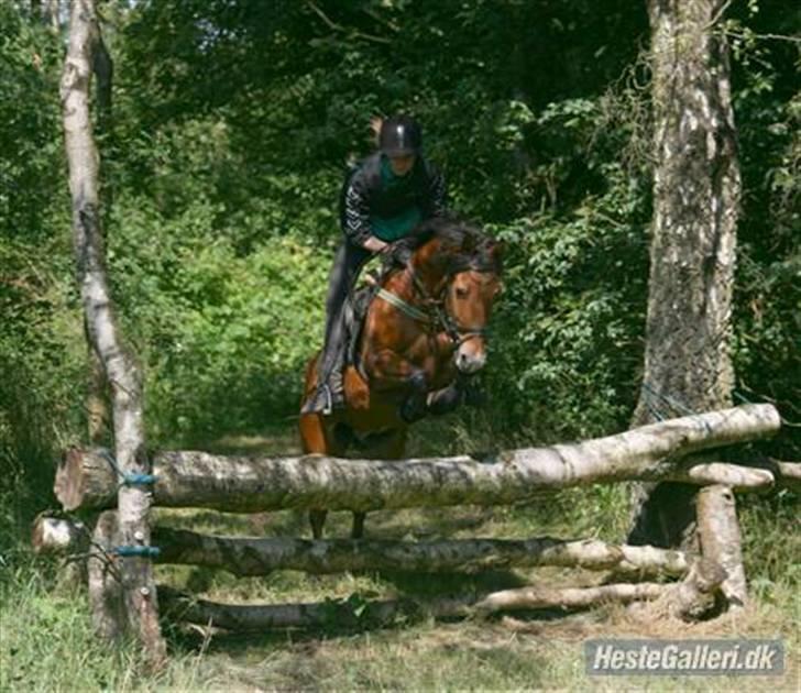 Anden særlig race Tobias - 19. Det er fra terrænbanen. Hvor vi springer 90 cm. billede 17