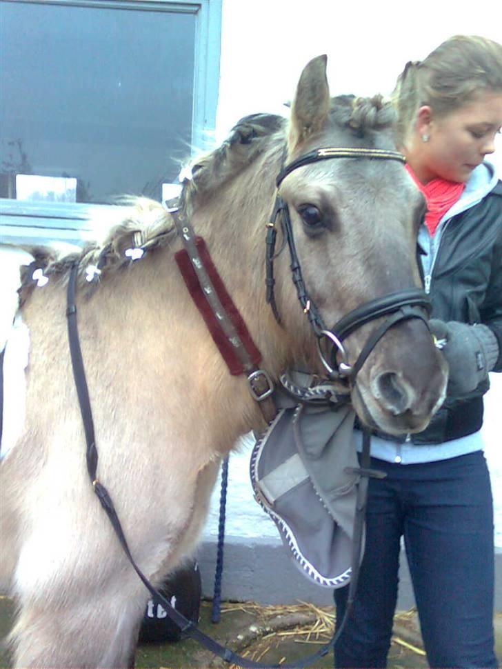 Anden særlig race Lucas<3 (SOLGT & SAVNET!) - # 20. NYYT her er vi lige ankommet til stævnet, vi står og er i fuld gang med at få sadel og det sidste på <3 ( stævne Seden 09 ) foto : Miig billede 20