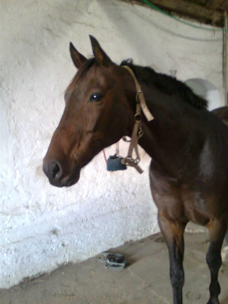 Anden særlig race Sprutnik - Sprutnik billede 1