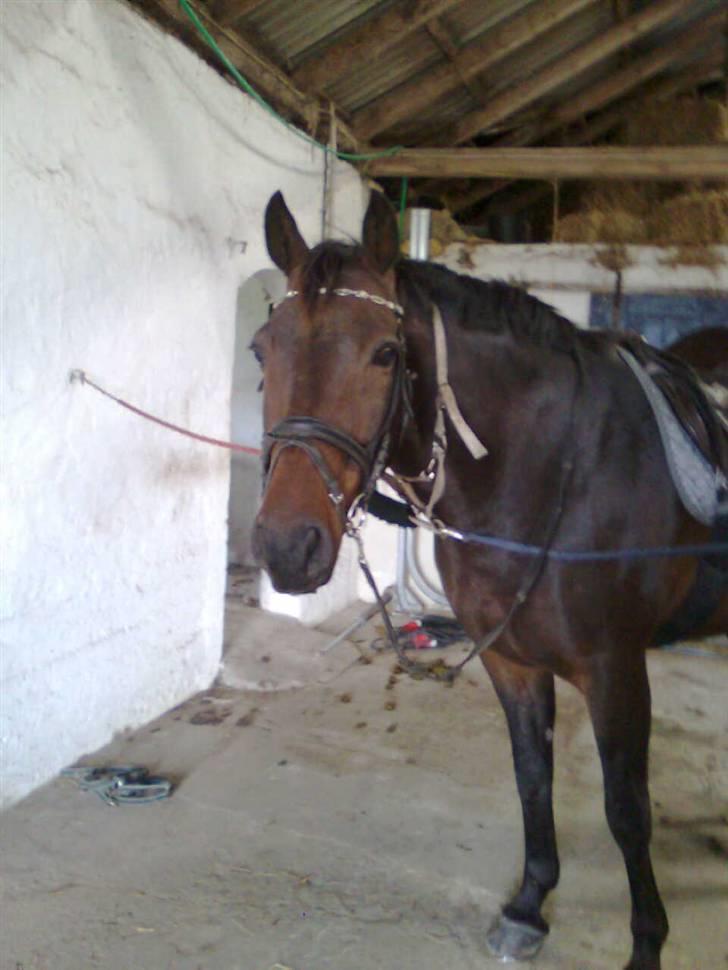 Anden særlig race Sprutnik - Basse er næsten rideklar ;) billede 2