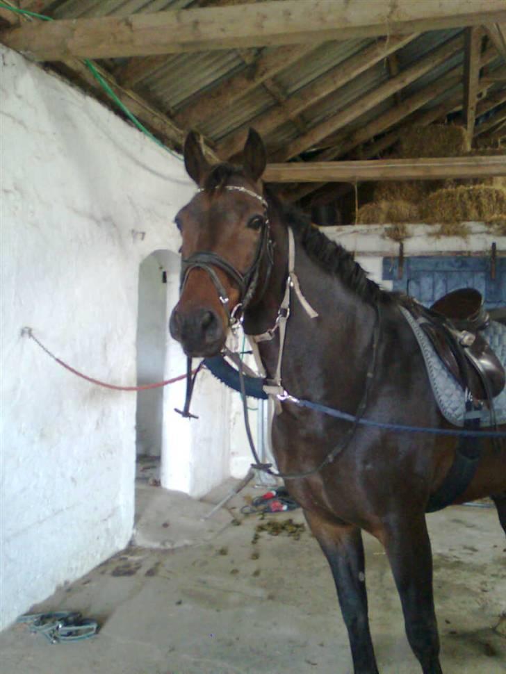 Anden særlig race Sprutnik - Sprutnik der som mange andre gange igen har fået øje på noget interresant. billede 3