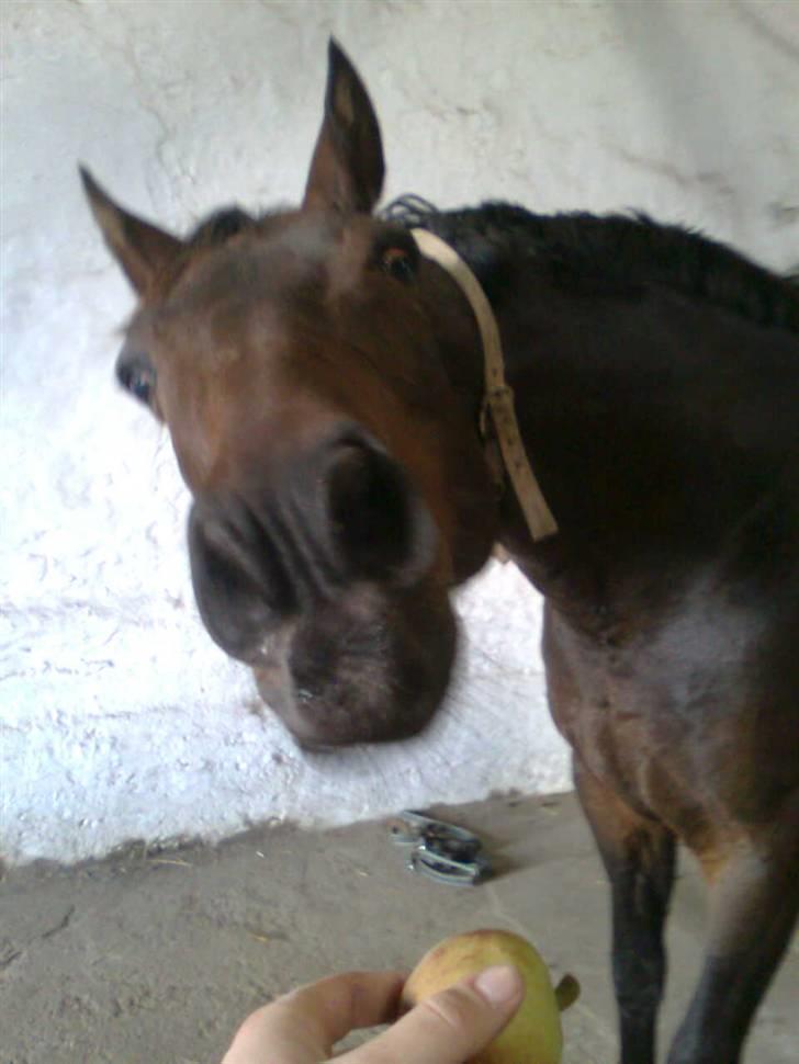 Anden særlig race Sprutnik - Sprutnik folder sin charme ud, og beder "pænt" efter sit æble :) billede 4