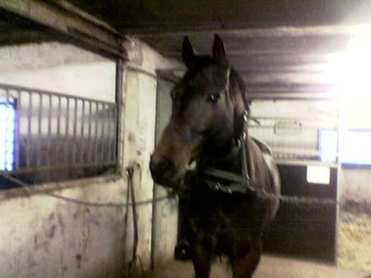 Anden særlig race Sprutnik - Så er vi ude på rideskolen Bøgelund billede 5