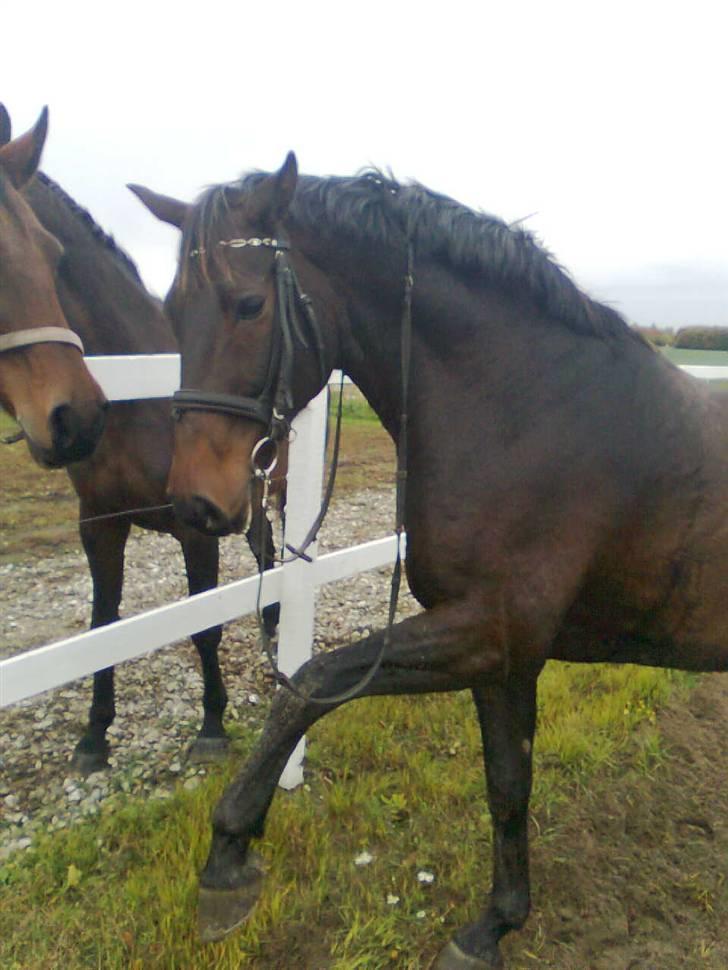 Anden særlig race Sprutnik - Sputnik som vi kender ham! :) billede 6