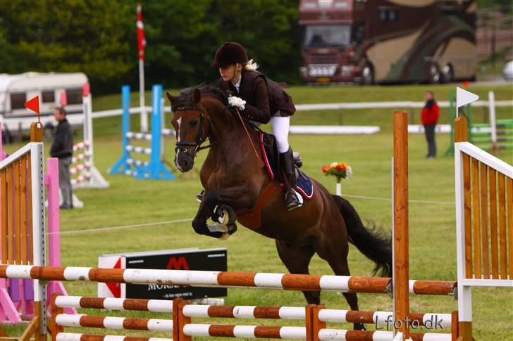 Welsh Pony af Cob-type (sec C) Rolo - *NYYT!* Mig&Daffe på Mors igen igen xD<333 Han var super *: (LL´ Foto: Rene Lindberg billede 13