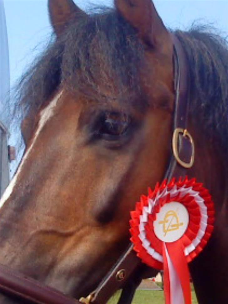 Welsh Pony af Cob-type (sec C) Rolo - *NYYT!* Daffe med hans 1. plads fra Sydthy !! :D<33333 MIIJN SKAT! billede 14