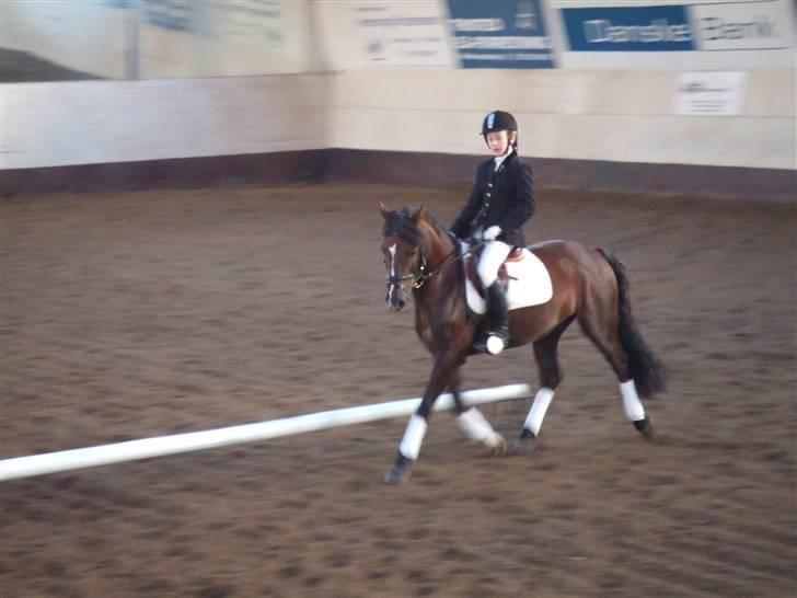 Welsh Pony af Cob-type (sec C) Rolo - Daffe som dressurpony vi vandt klassen =D Foto: Fader billede 16