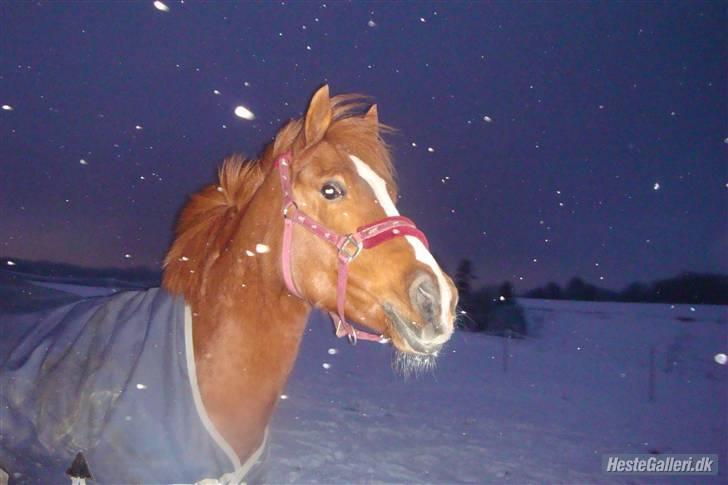 Anden særlig race Miss Mabel I ILU I - Skønne mabel. :) billede 11