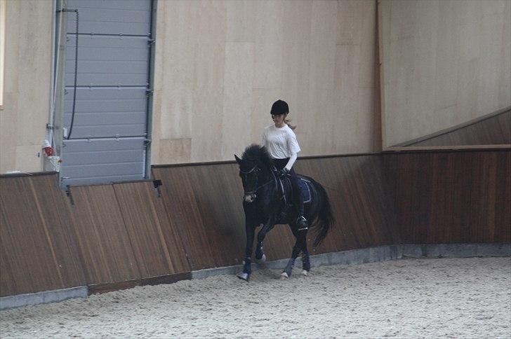 Tysk Sportspony Kirz Kaninpil solgt  - Kaninen og hans nye rytter Carina, 3. gang hun prøver ham, hvor de rider undervisning ved Anna Kasprzak.  billede 6