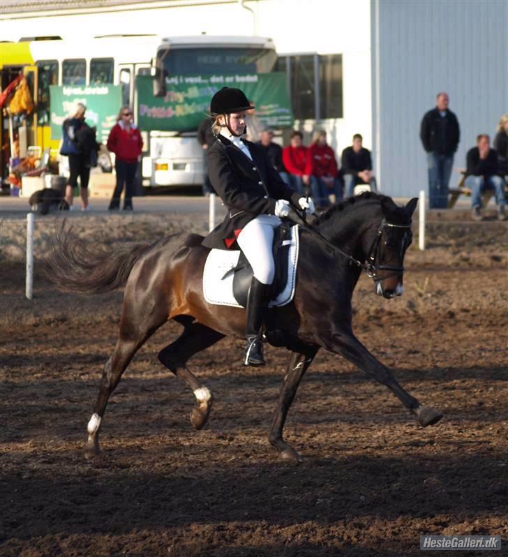 Tysk Sportspony Kirz Kaninpil solgt  - Mie og kanin morsø taget af  Mia   www.HorsePictures.dk billede 7