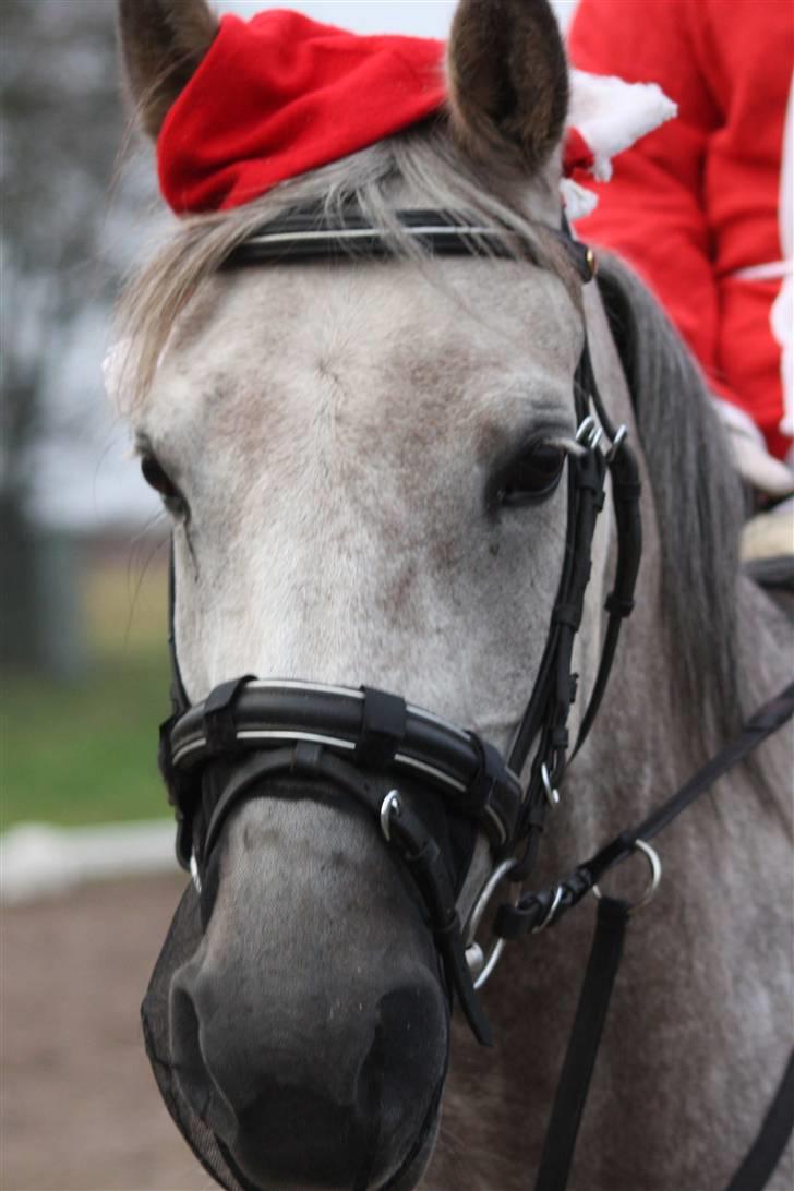 Arabisk fuldblod (OX) sedina ox - R.I.P. 2009 billede 15