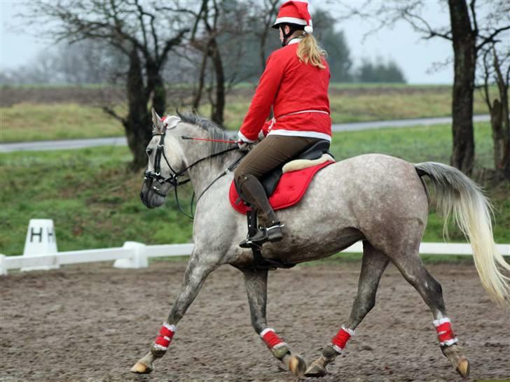 Arabisk fuldblod (OX) sedina ox - R.I.P. 2009 billede 16