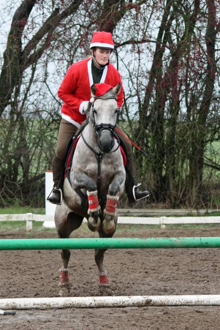 Arabisk fuldblod (OX) sedina ox - R.I.P. 2009 billede 17