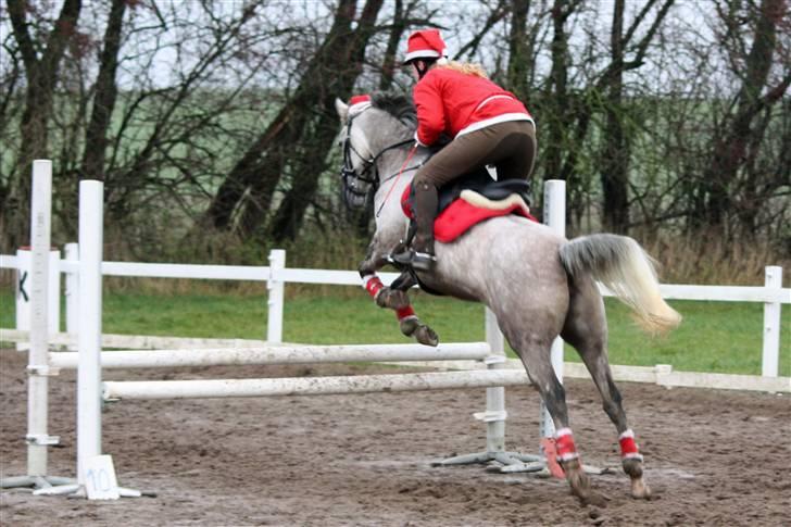 Arabisk fuldblod (OX) sedina ox - R.I.P. 2009 billede 18