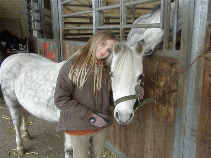Welsh Mountain (sec A) Ræveskiftets Sugarcandy - Min pony er bare så sød billede 14