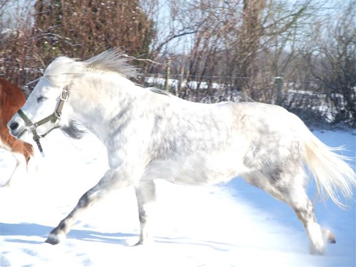 Welsh Mountain (sec A) Ræveskiftets Sugarcandy - Fuld fart på i sneen billede 15