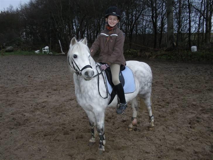 Welsh Mountain (sec A) Ræveskiftets Sugarcandy - Hej siger candy og Inge Marie billede 16