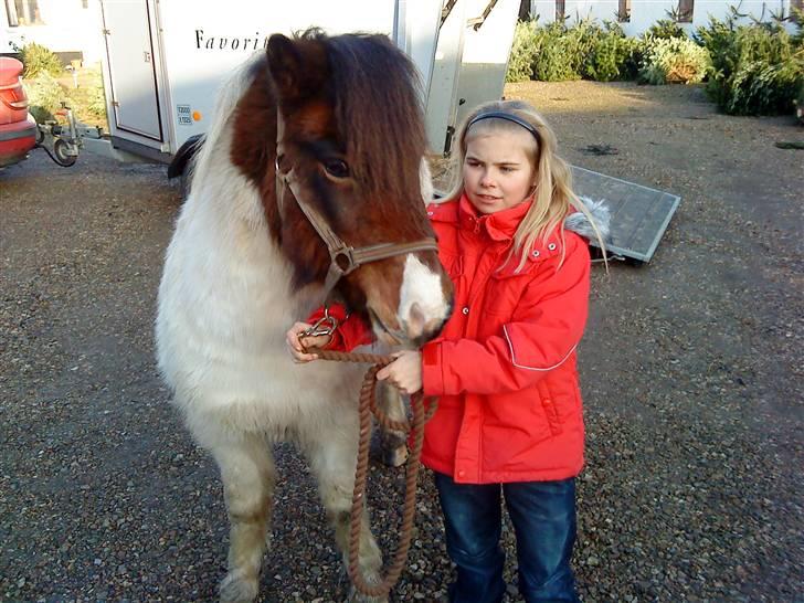 Anden særlig race Indie **HIMMELHEST** - Sød lille bamse med vinterpels på vej hjem 11.12.08. billede 16