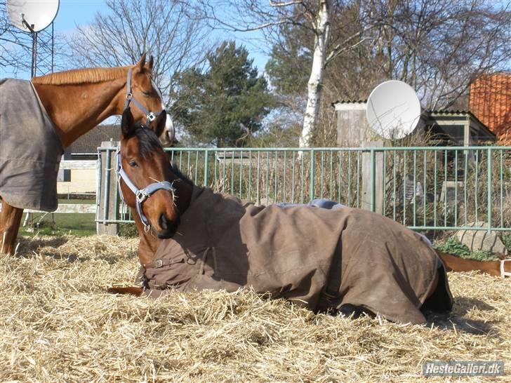 Oldenborg / fuldblod Cadiz <3 - :)  billede 15