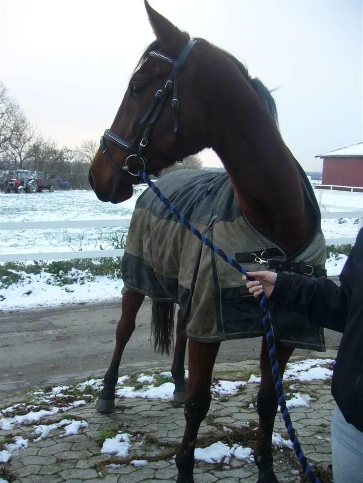 Oldenborg / fuldblod Cadiz <3 - Ude i sneen :) billede 16