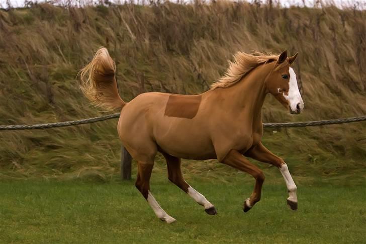 Anglo Araber (AA) Lille Daugårds Hekla <33 billede 11