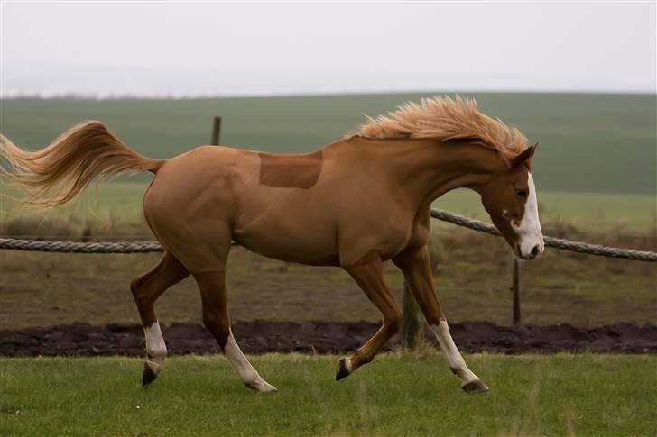 Anglo Araber (AA) Lille Daugårds Hekla <33 billede 12